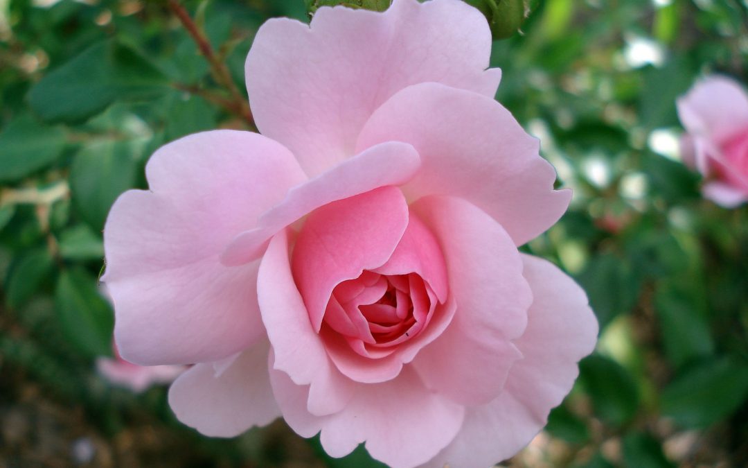 Quali prodotti usare per la cura della pelle